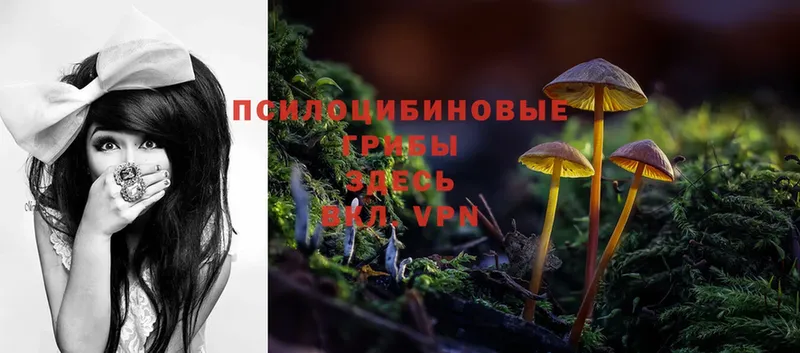 Псилоцибиновые грибы Psilocybine cubensis  Белореченск 